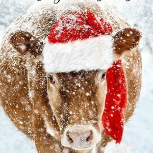 Meet your Posher, Holly